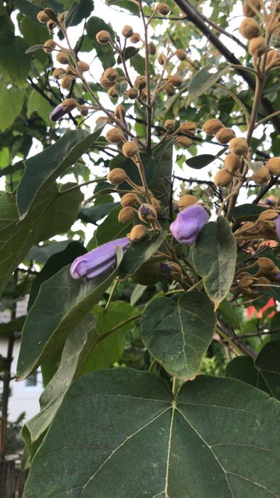 Paulownia tumentosa radacina