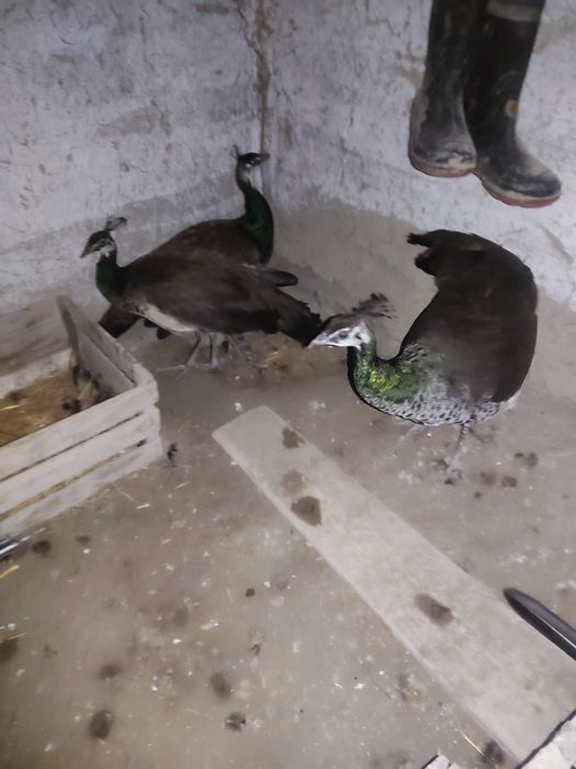 Tovuslar arzon narhda sotiladi