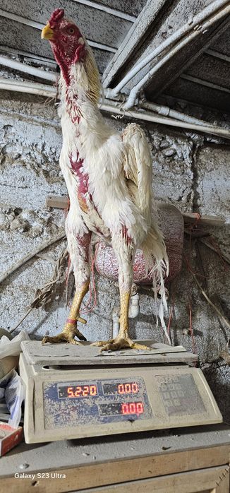 Nems o shamo privaznoy