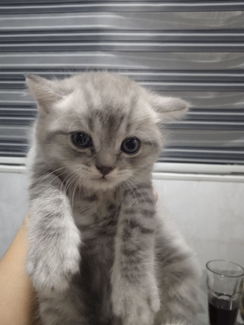 Продам котят, срочно.