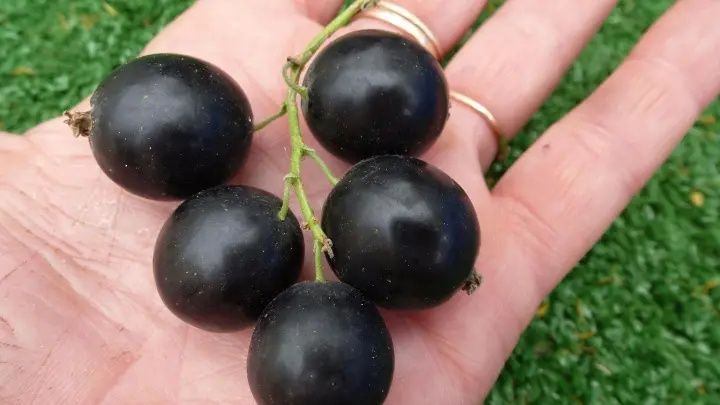 Черная смородина очень крупная