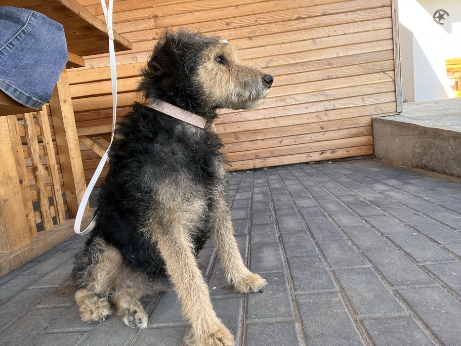 Donez un pui Fox terrier,3 luni