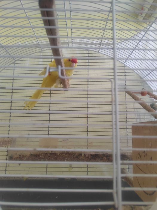 Канари канари канари