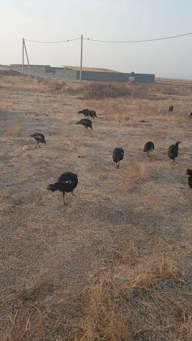 Түйетауык сатылады ундук