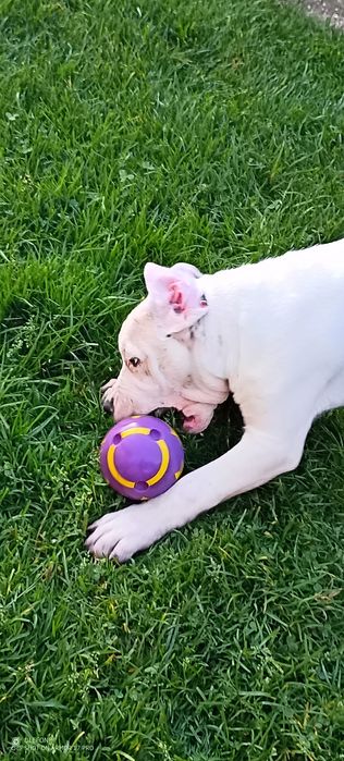 Pui  dog   argentinian