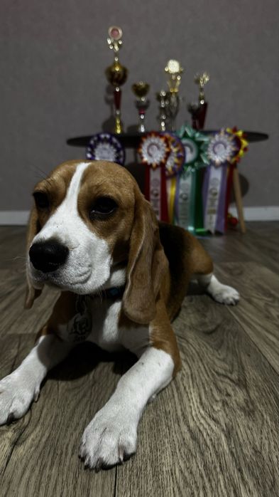 Продается Бигль.