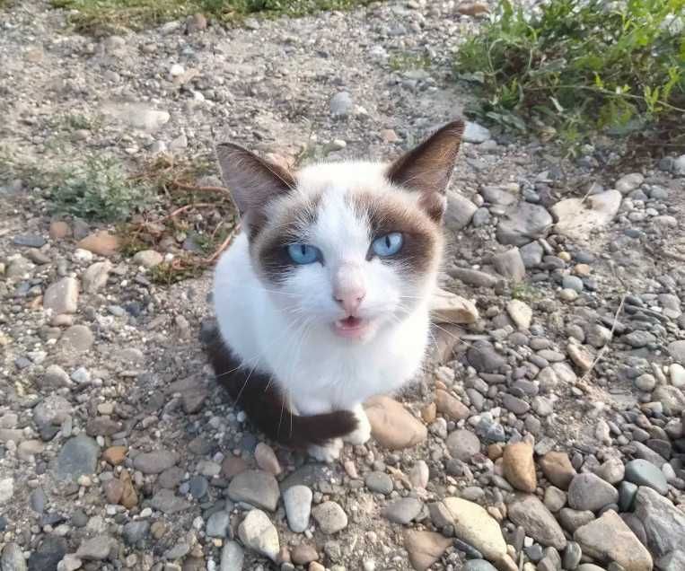 Отдам кошек в добрые руки