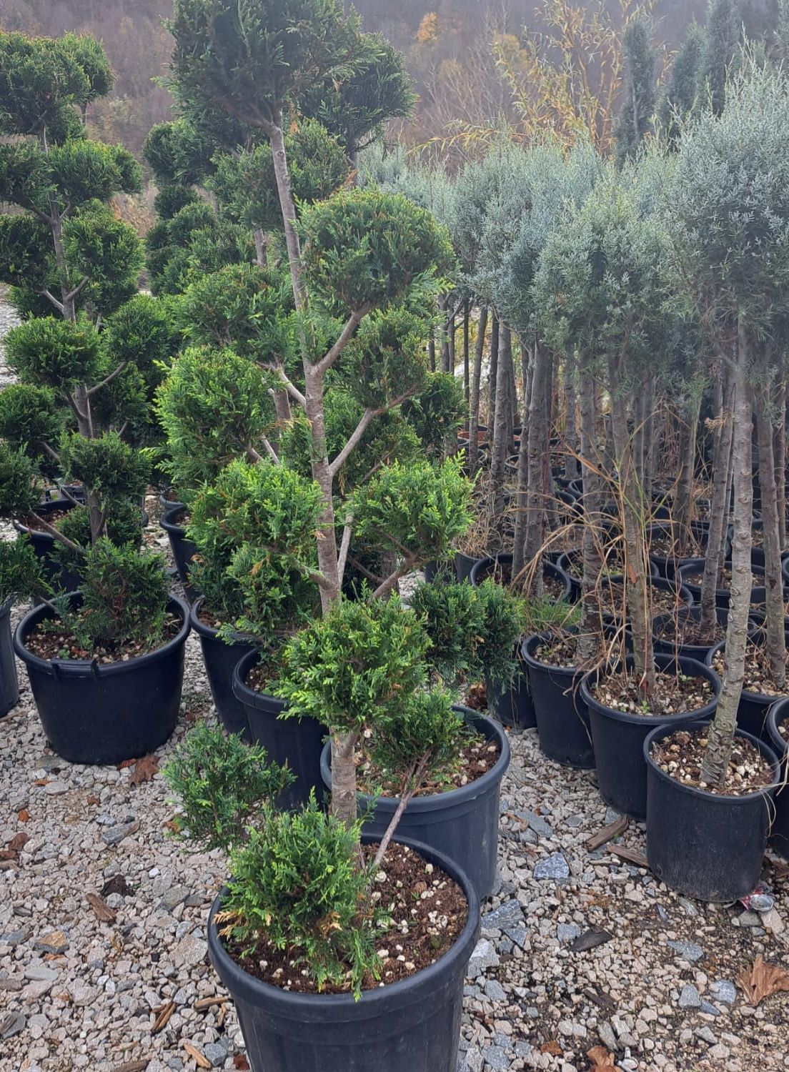 Vând plante ornamentale