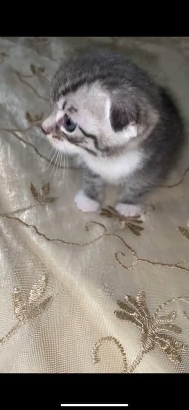 вислоухий котёнок