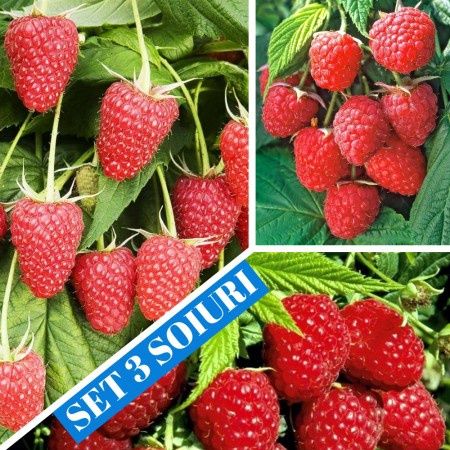 Arbusti fructiferi  smeur rosu (7 soiuri)