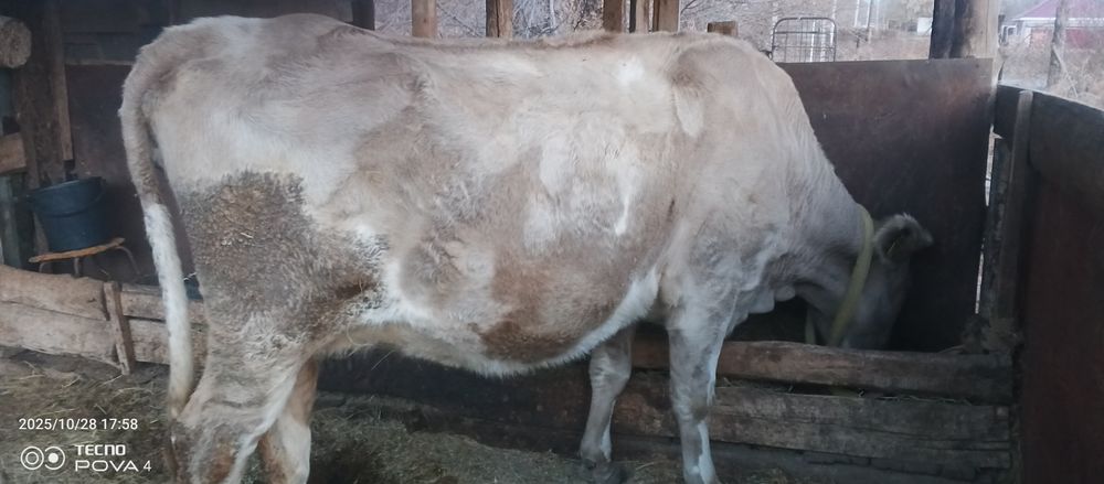 Продам корову двойную