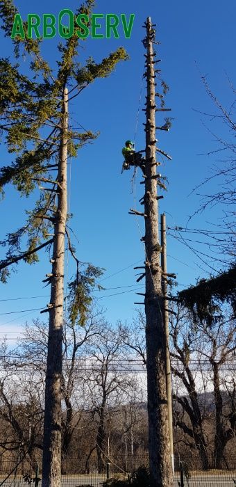 Taieri doborari si toaletari arbori copaci pomi orice dificultate