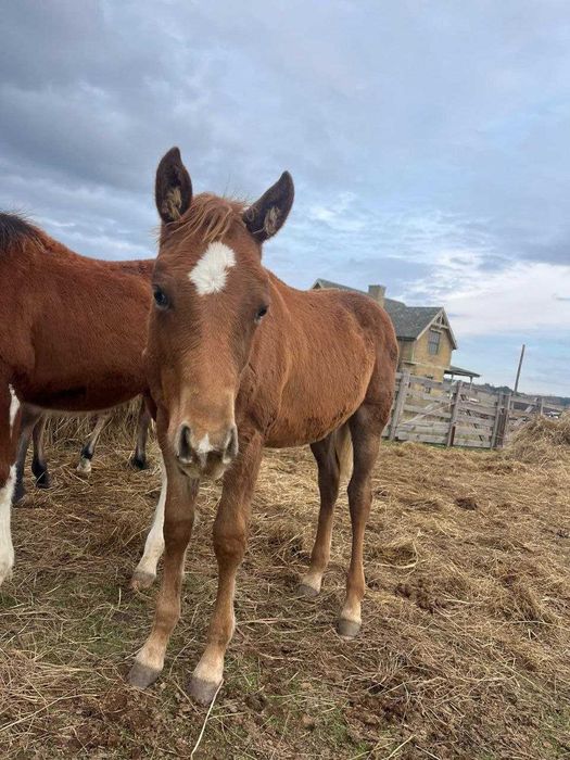 Продавам бебета кончета