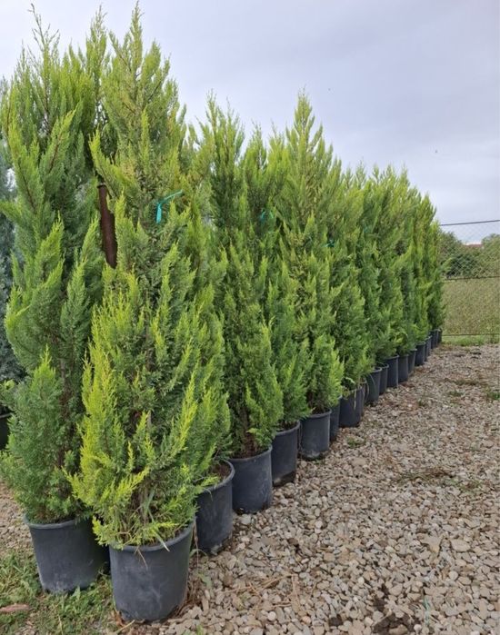 Plante ornamentale de diferite varietatii