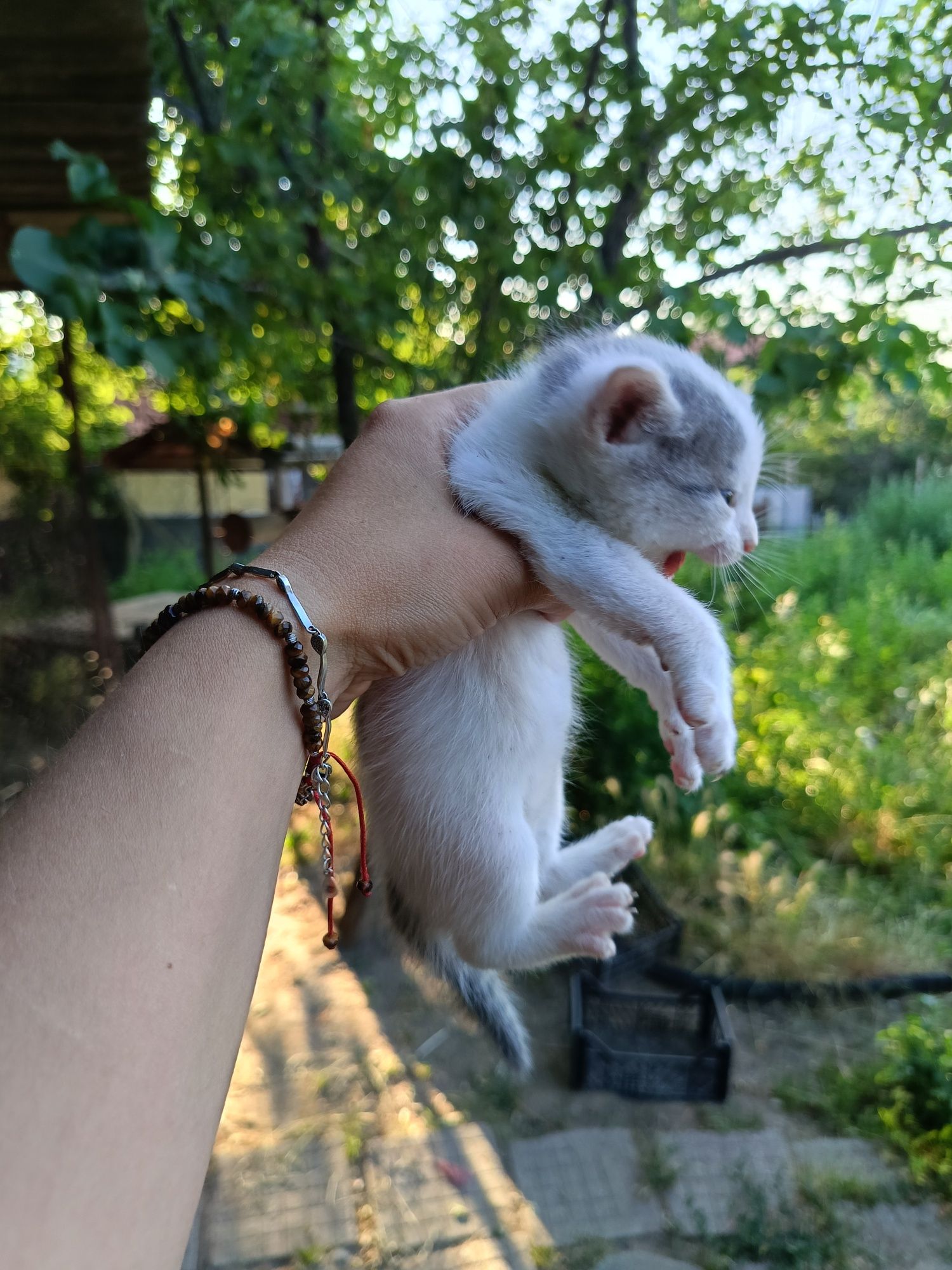 Подарявам котенца