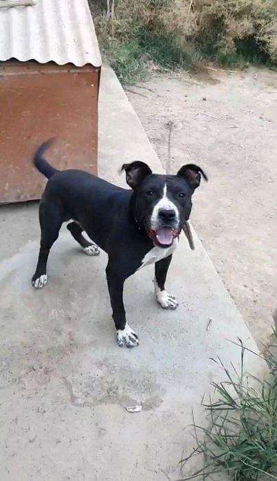 Срочно Пит бультерьер американский мальчик 2 года , сильный здоровый