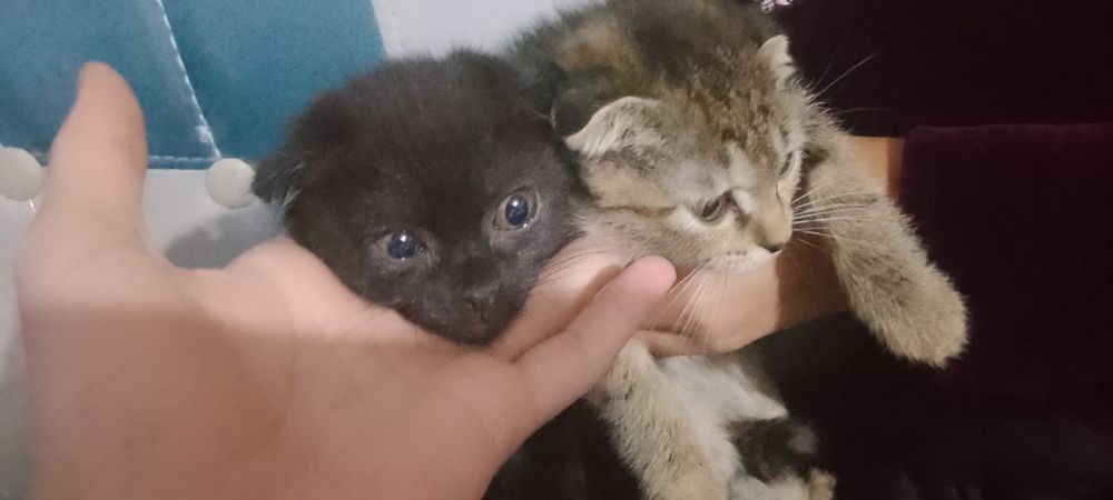 Mushuk narxi kelishamiz