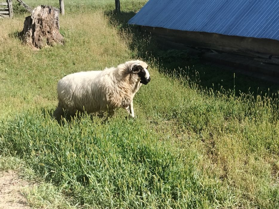 Trei oi și un berbec