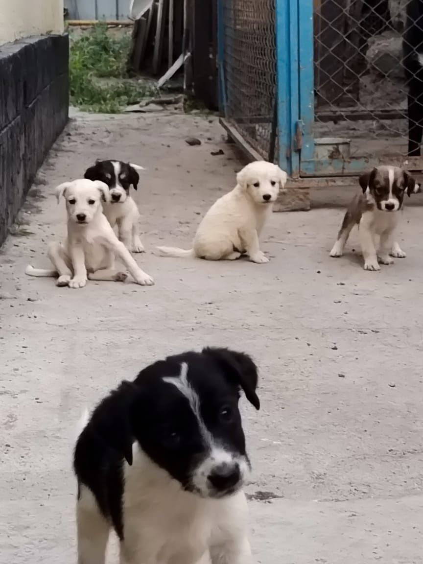 Отдадим в добрые руки