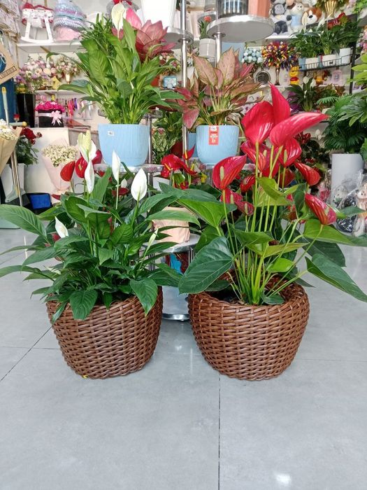 Кашпо и корзинки из ротанга!!!