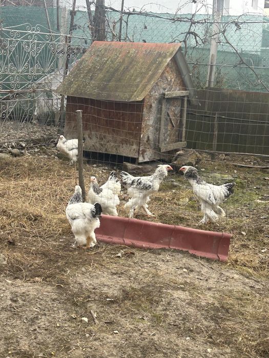 Cocos brhma  de vanzare