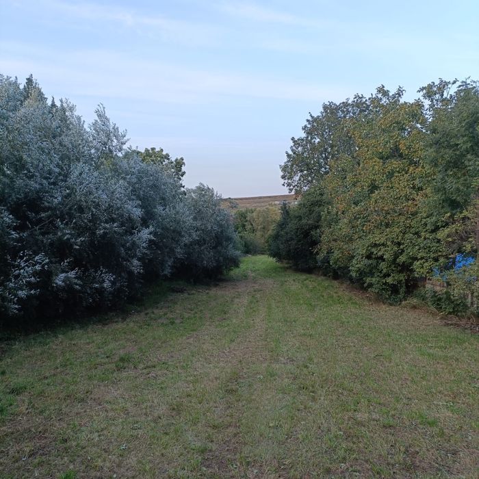 Teren intravilan 26 ari in localitatea Bosanci