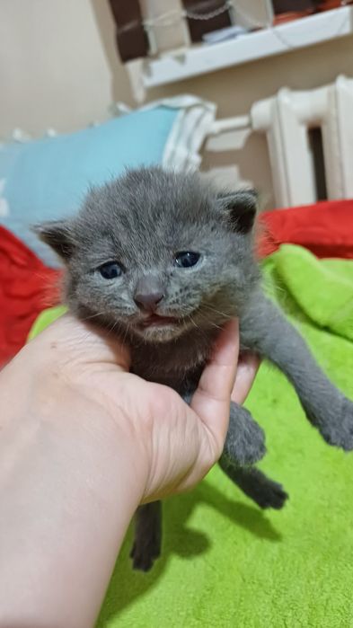 Вислоухивый кошка