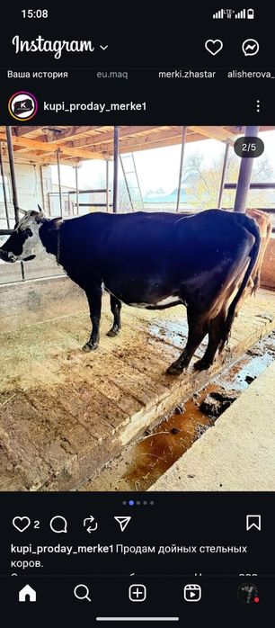 Продам дойных стельных домашних коров.