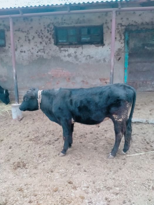 Бычок бұқа сатылады