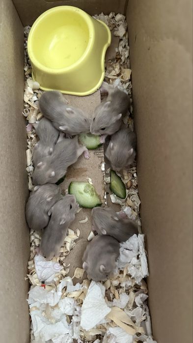 Джунгарские хомяки, ручные, милые, светлые, самые лучшие