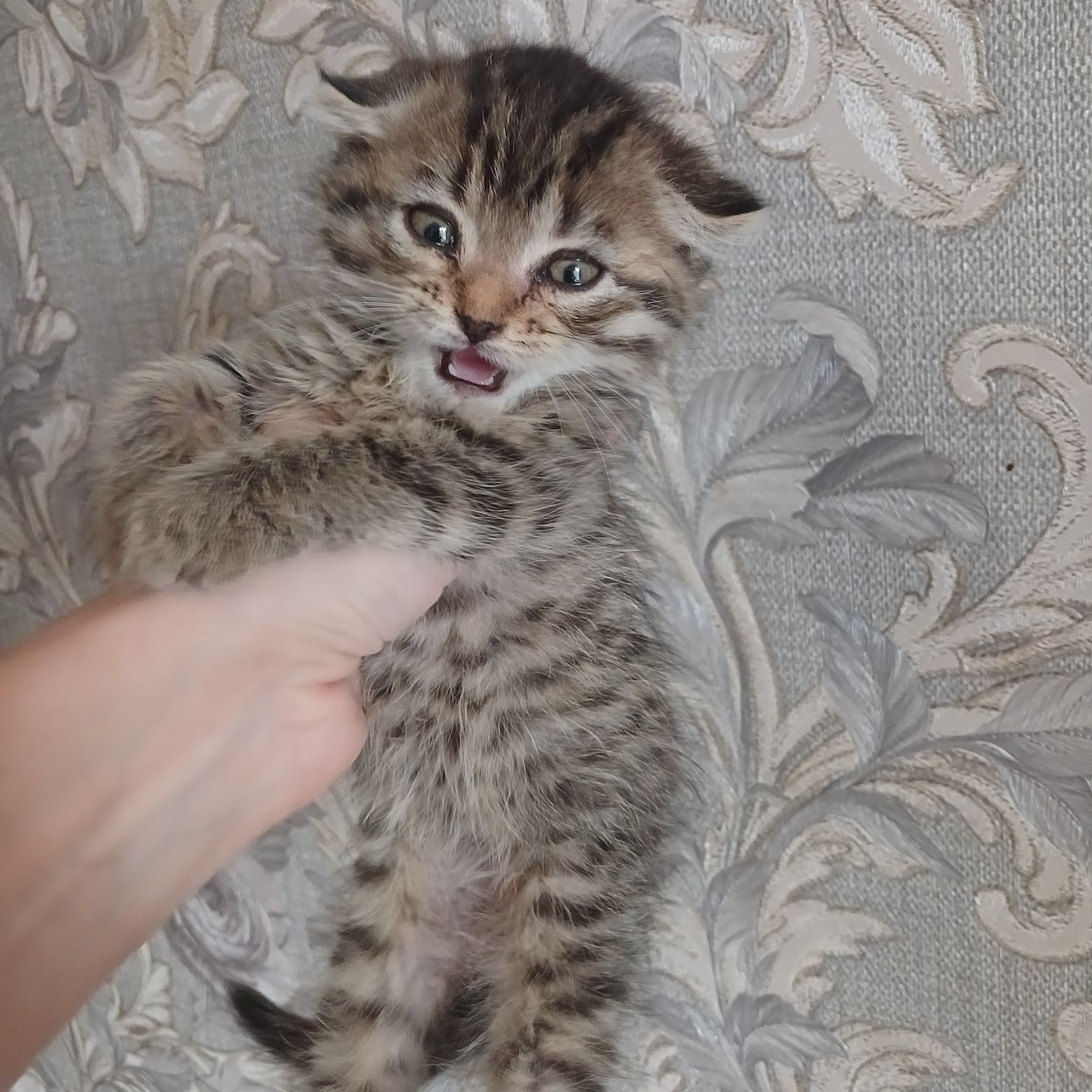 Отдам даром котенка вислоухого