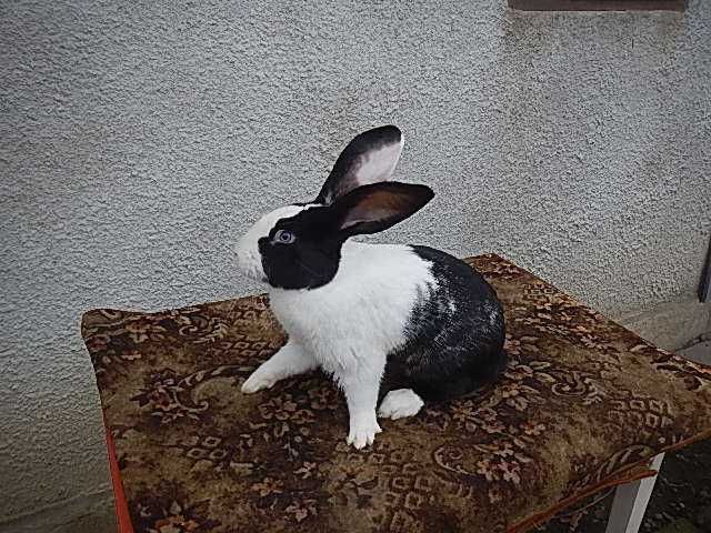 Hycole Francez -Mascul