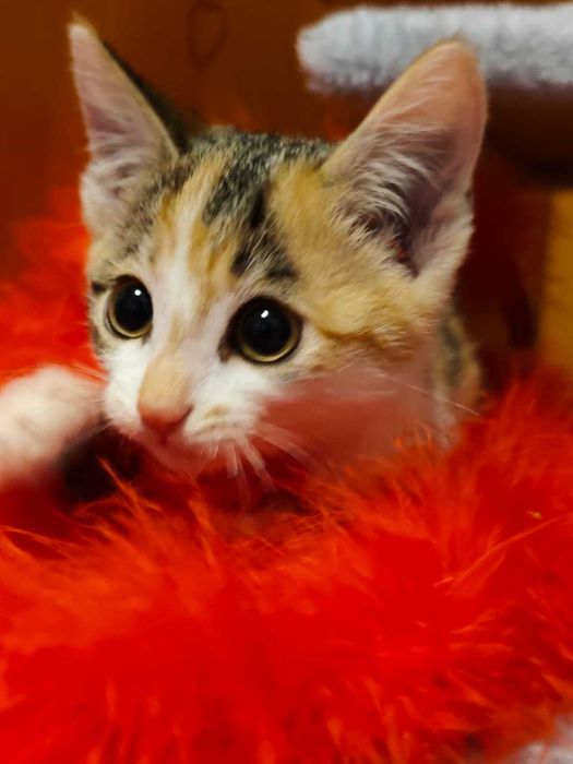 Котята возраст 2-2,5 месяца ищут дом