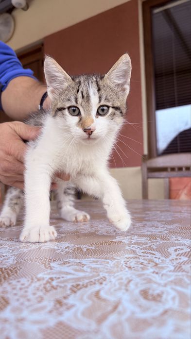 Подаряват се