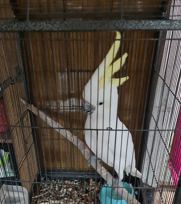 Продам говорящего какаду жёлто хохлого в подарок Клетка новая большая