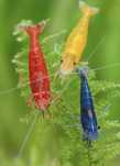 20 + 8 gratis Mix neocaridina creveti Blue Red Yellow Orange Sakura