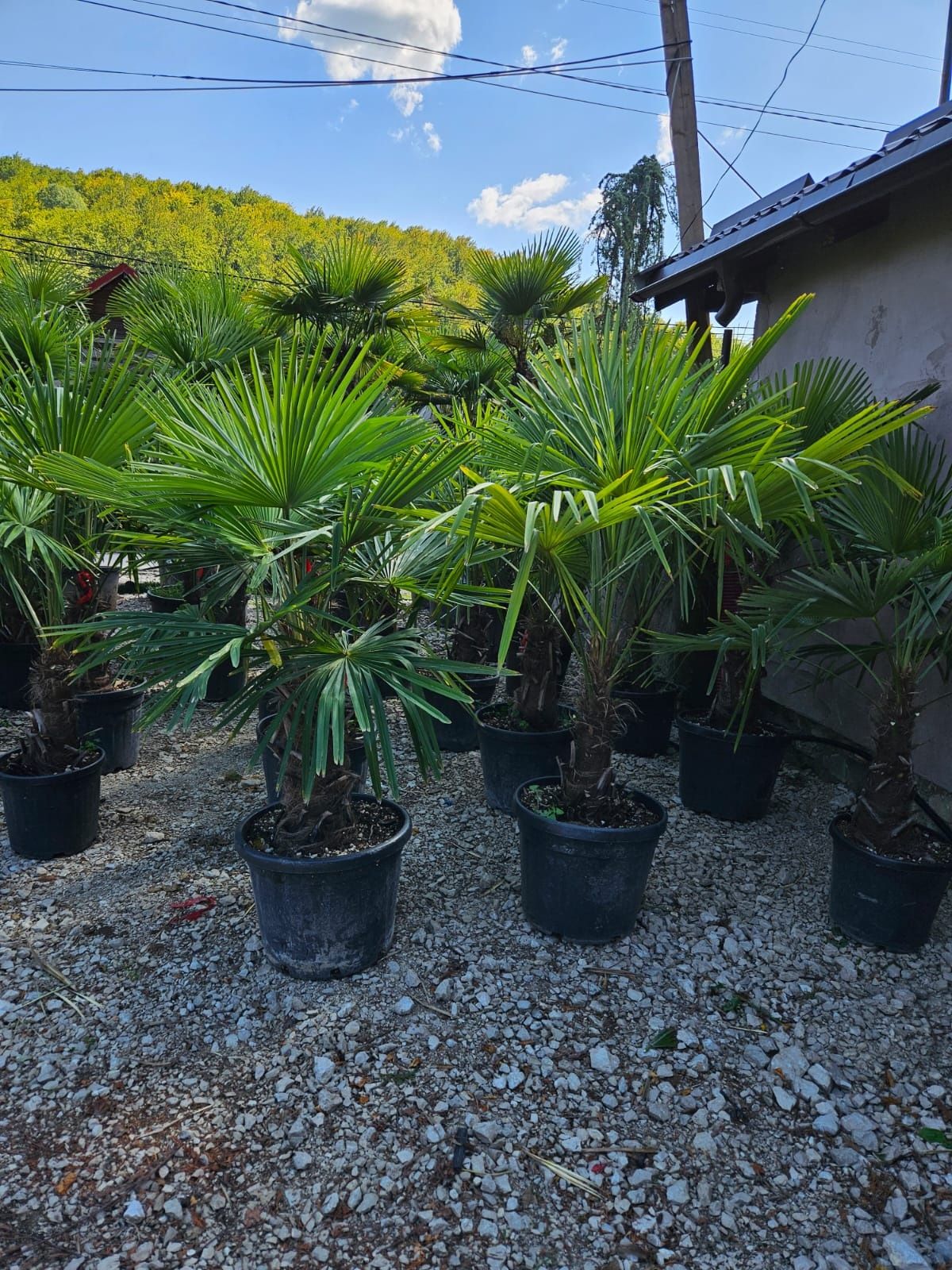 Palmieri trachycarpus fortunei, rezistenți la -18 grade