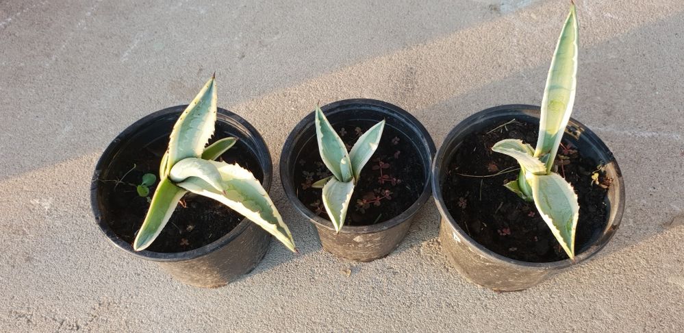 Plante Agave Americana