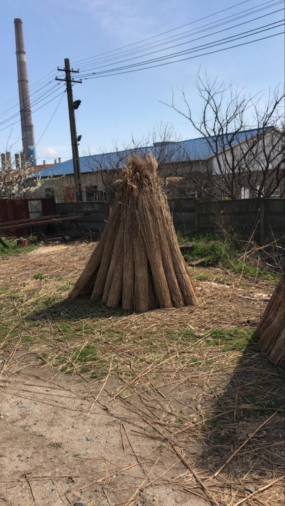 Reed harvested in 2024 quantity 20 trucks