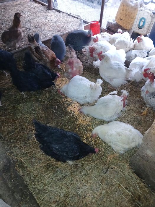 Găini de carne și rasă mixtă.