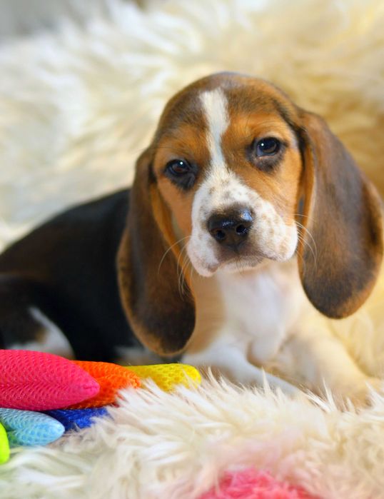 Pui Beagle tricolor din parinti cu pedigree