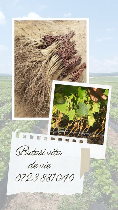 Butasi vita de vie anul 2 și anul 3