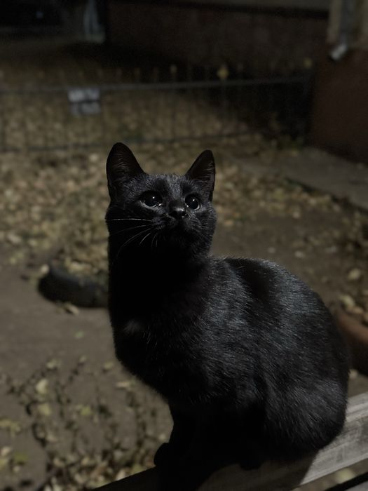 Отдам добрые руки котика