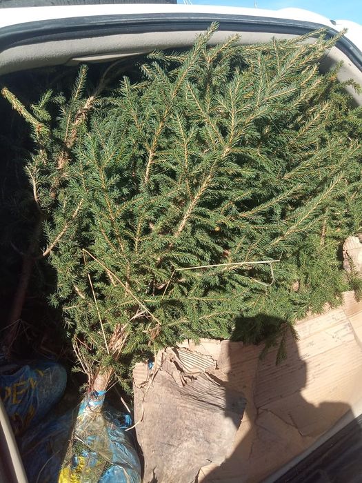 Продам Ель Сибирская