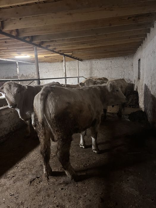 6 бас Әликөл бұқа сатылады