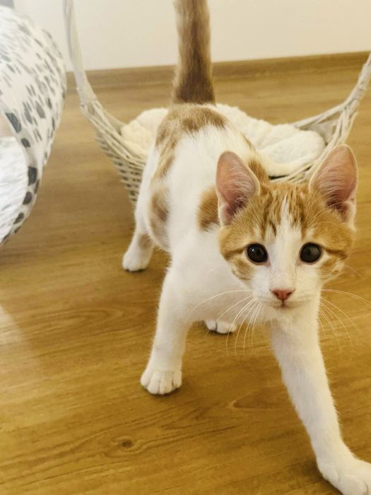 Подаряват се котенца