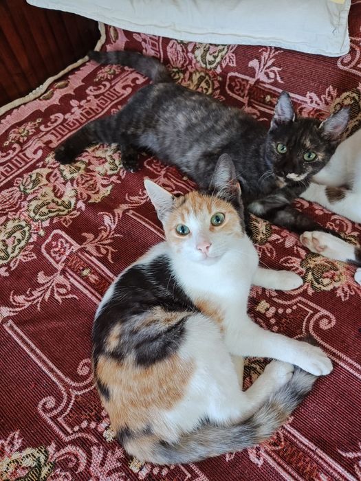 Pisici pentru donație