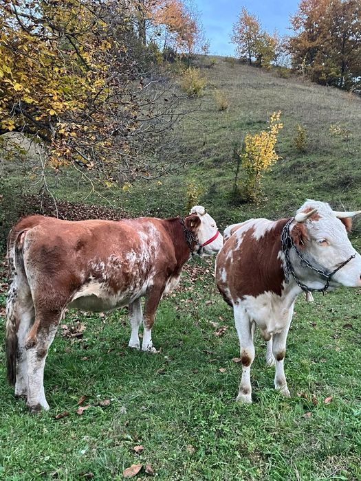Vand trei vaci bălțate românești