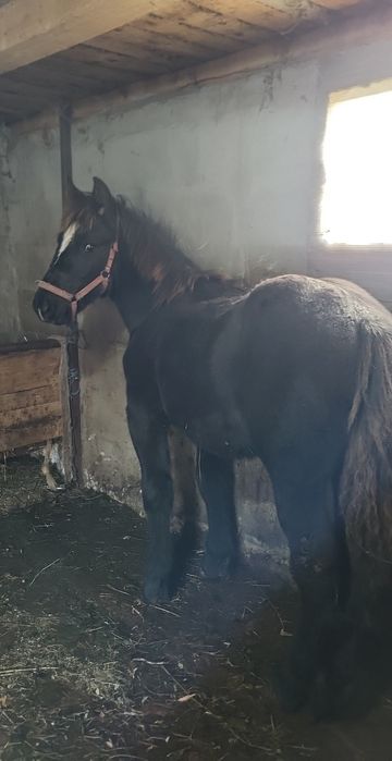 De vânzare mânz de 5 /6 luni