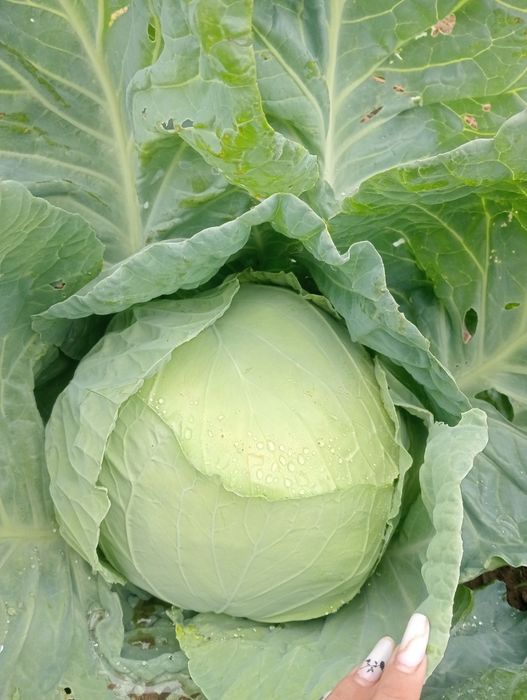 Vând Varză de Buzău